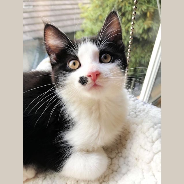 Photo of 😽 Thaddeus 😽