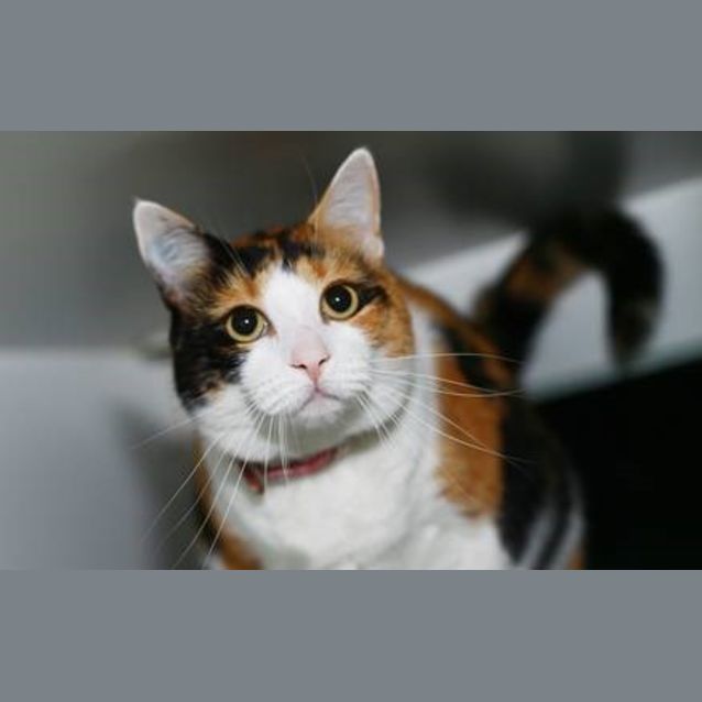 Photo of Pepper