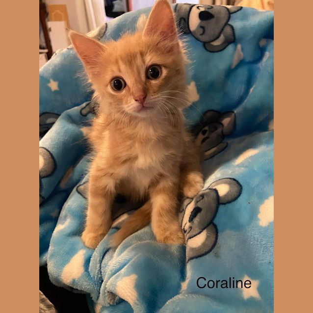 Photo of Coraline