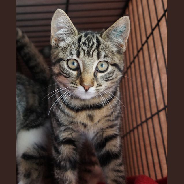 Photo of Galahad