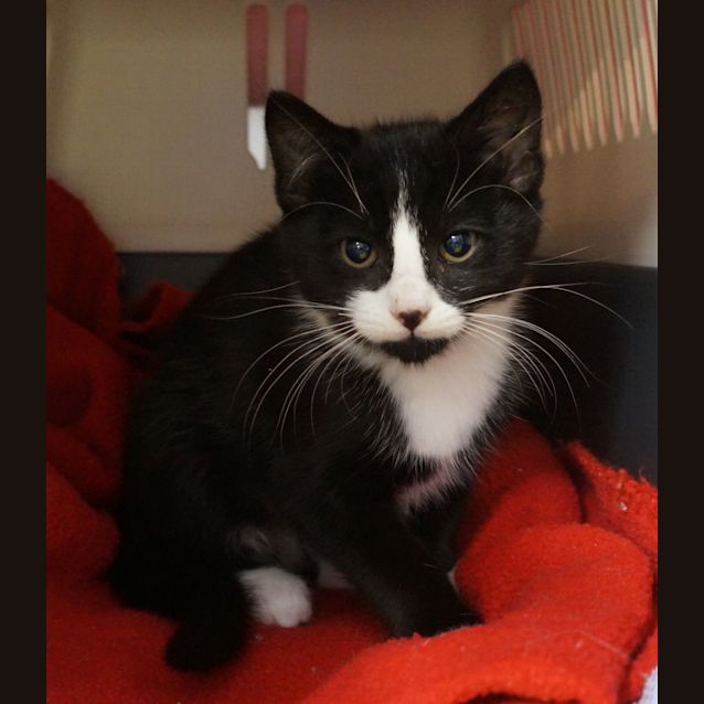 Photo of Piper