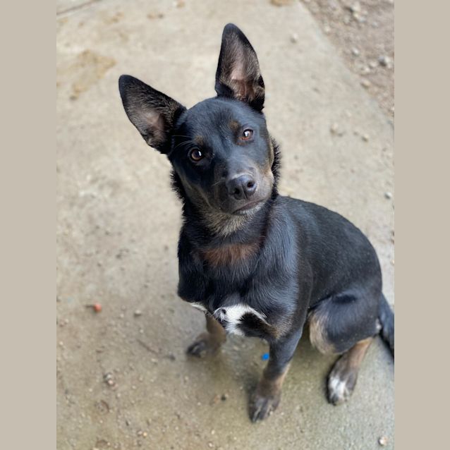 Photo of Velociraptor