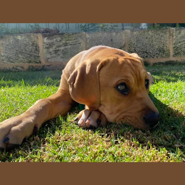 Photo of Jackson Dl2615