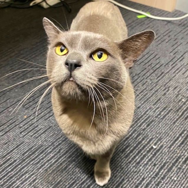 Photo of Archie