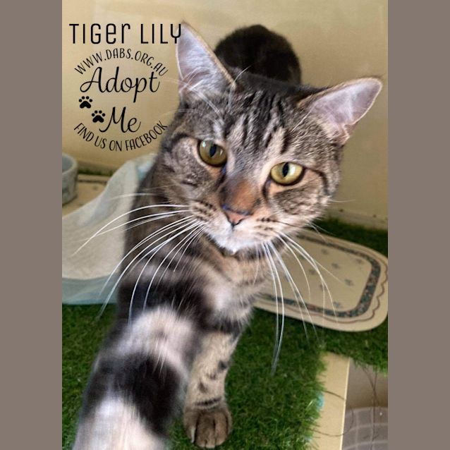 Photo of Tiger Lily And Ren