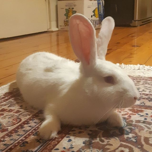 Photo of Alfred Enfield  