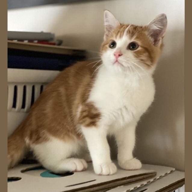 Photo of Tommy Cheeky