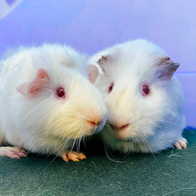 Photo of Cookie & Chip