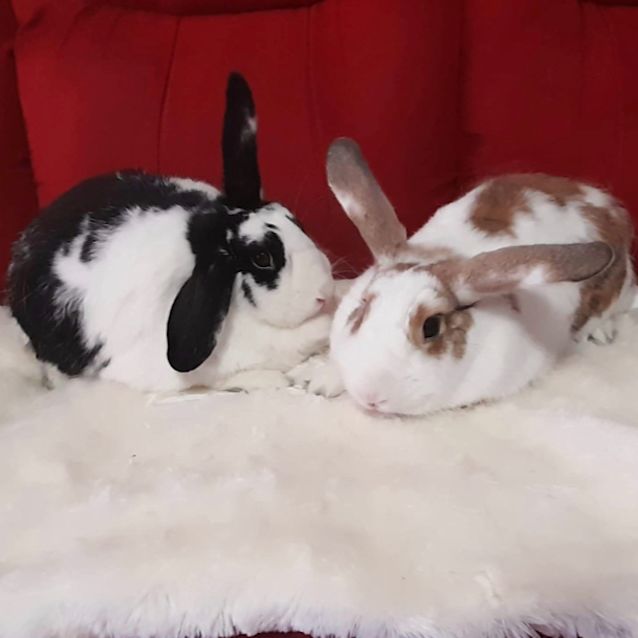 Photo of Perpetua With Spot 