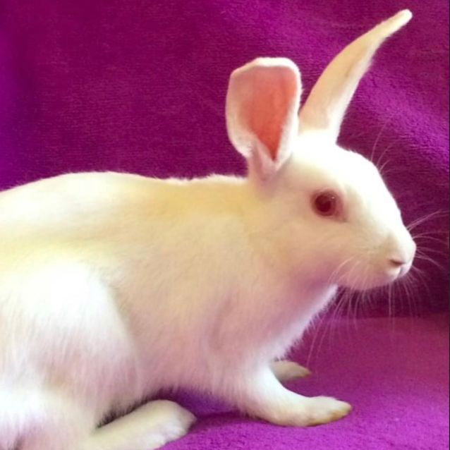 Photo of Oberon Kitt With Benedick Kitt