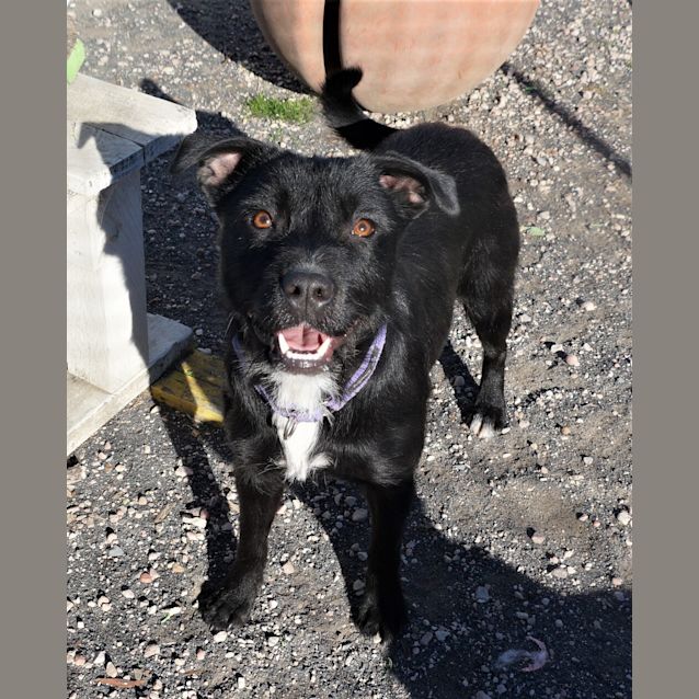 Photo of Koda