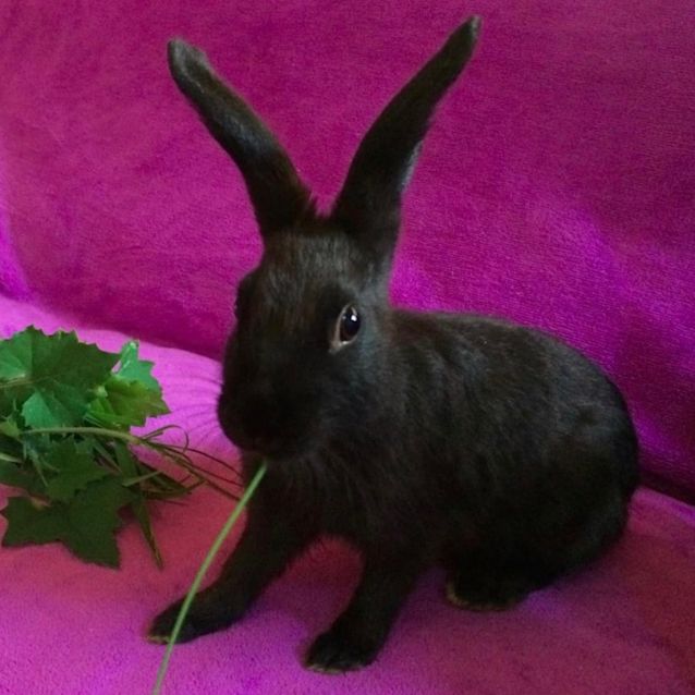 Photo of Benedick Kitt With Oberon Kitt