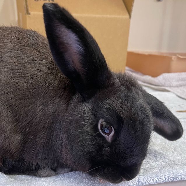 Photo of Benjamin Bunny 