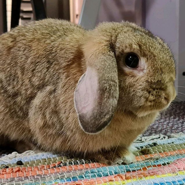 Photo of Olivia Newton Bun 