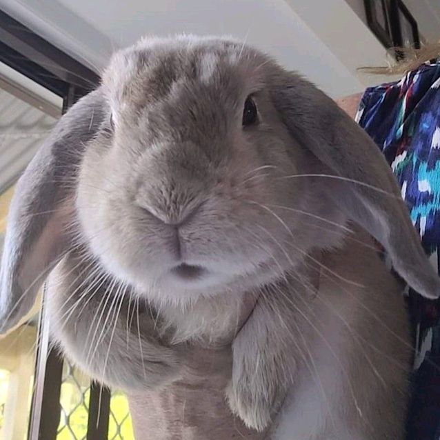 Photo of Milo With Otis 