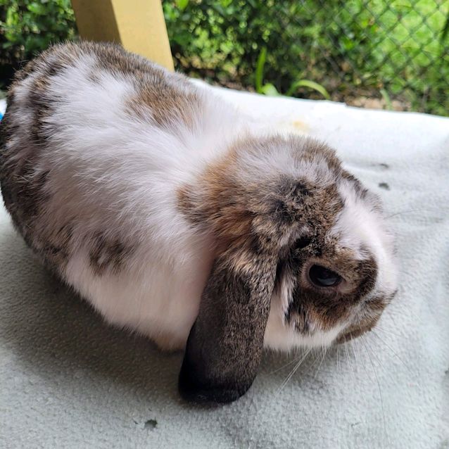 Photo of Otis (With Milo) 