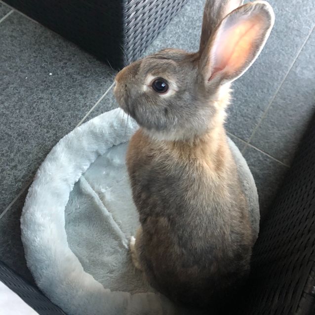 Photo of Uk Jack (With Judy) 