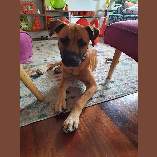 Photo of Brutus