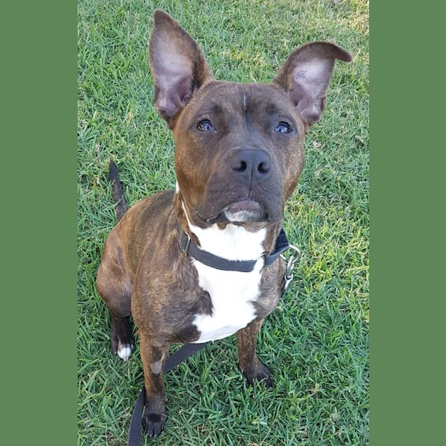 Photo of Bella