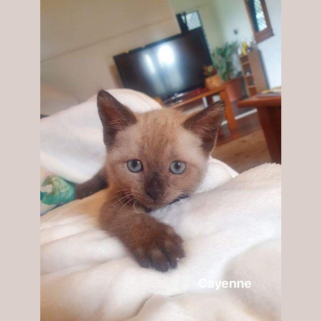 Photo of Cayenne