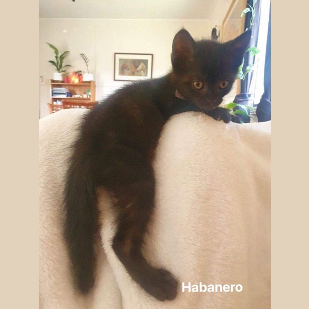 Photo of Habanero