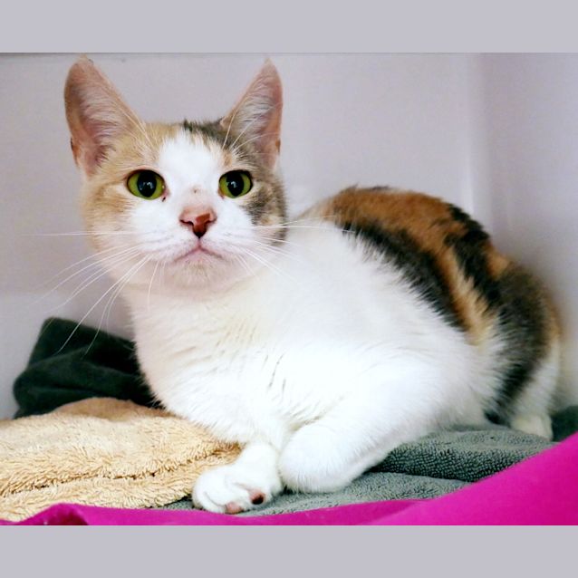 Photo of Juniper Sua006390