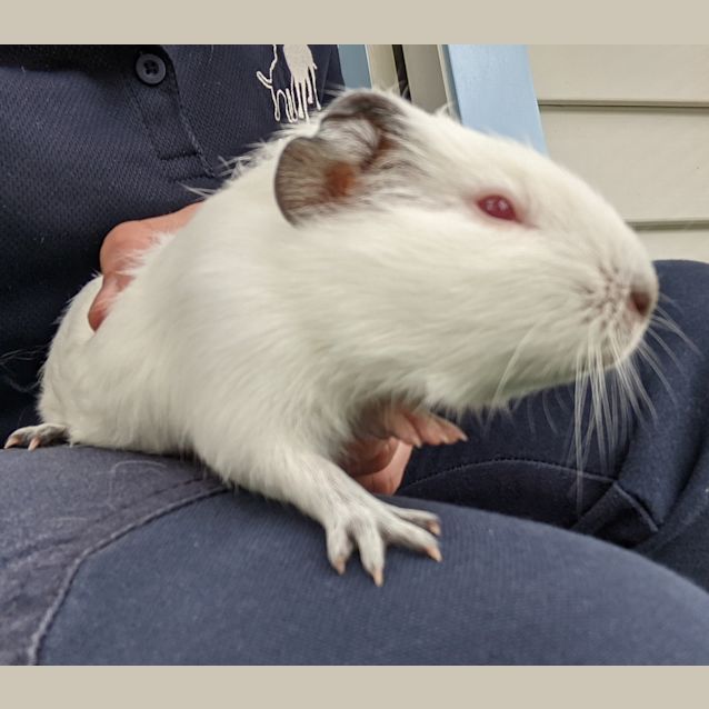 Photo of Honey