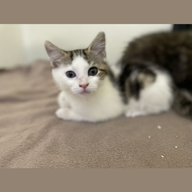 Photo of Bongo