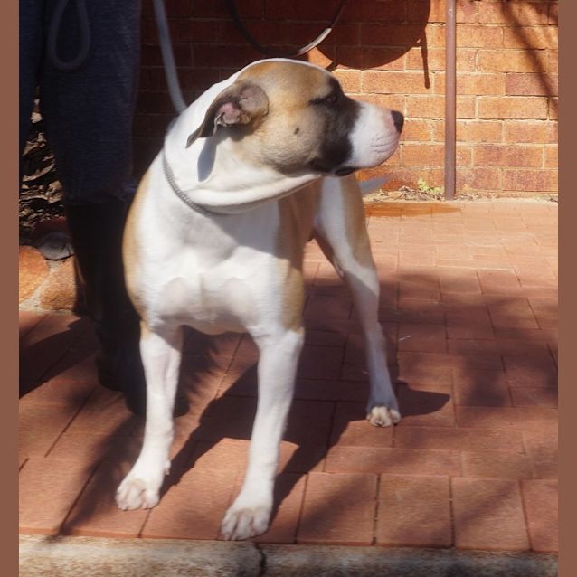 Photo of Rocky