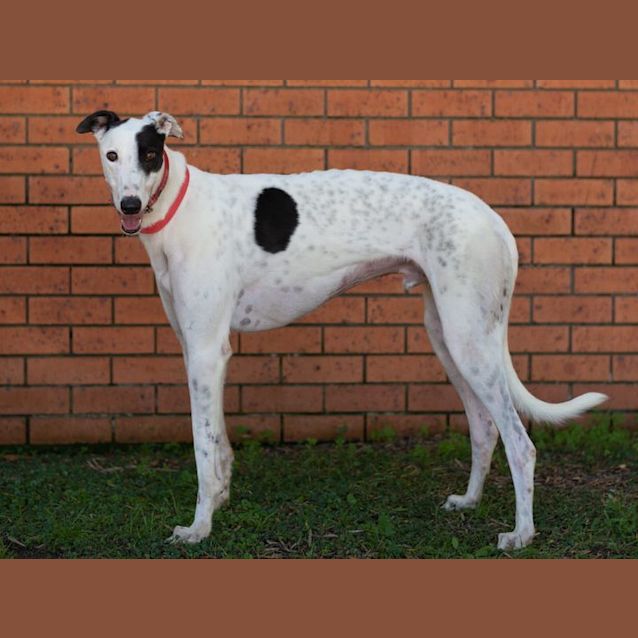 Photo of Pirate