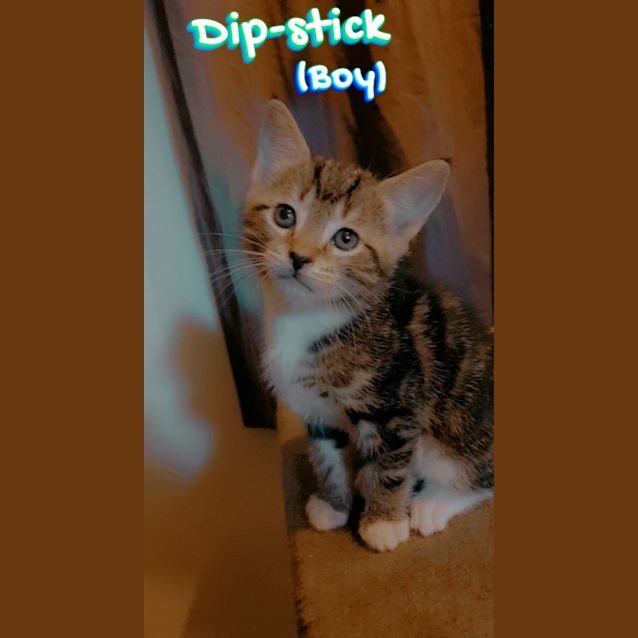 Photo of Dipstick