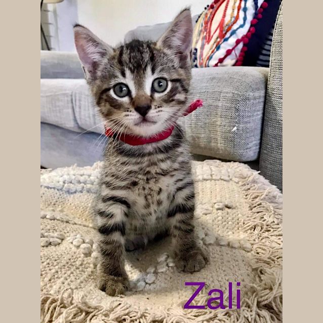 Photo of Zali