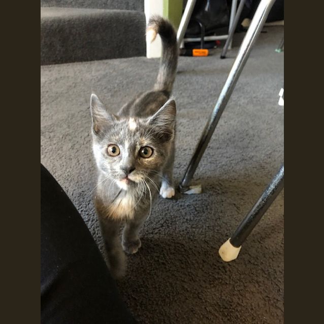Photo of Juniper