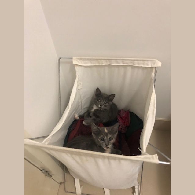 Photo of Felix