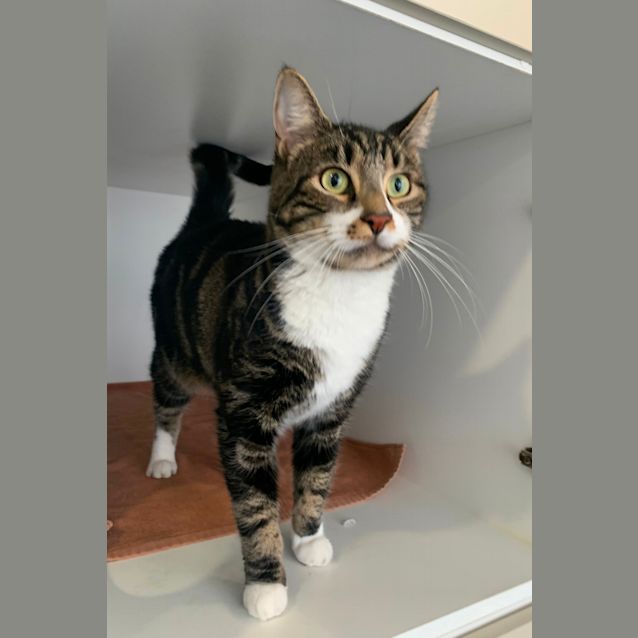 Photo of Tiger   C1004