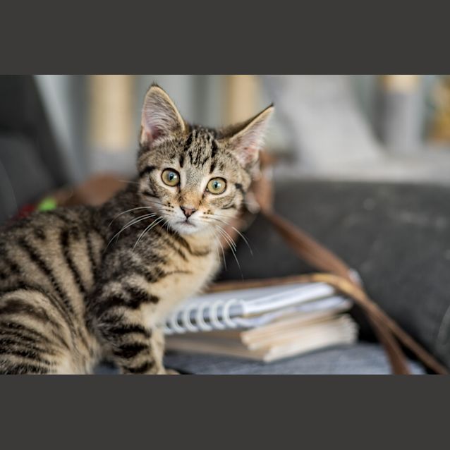 Photo of Pietro And Wanda