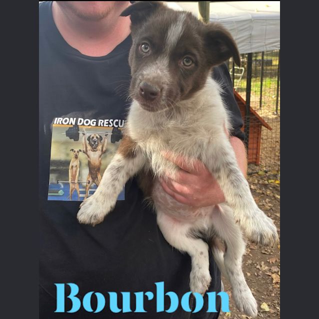 Photo of Bourbon 