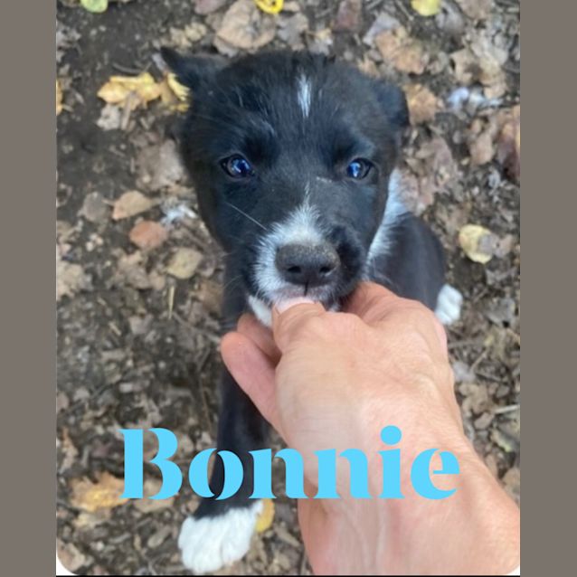 Photo of Bonnie 