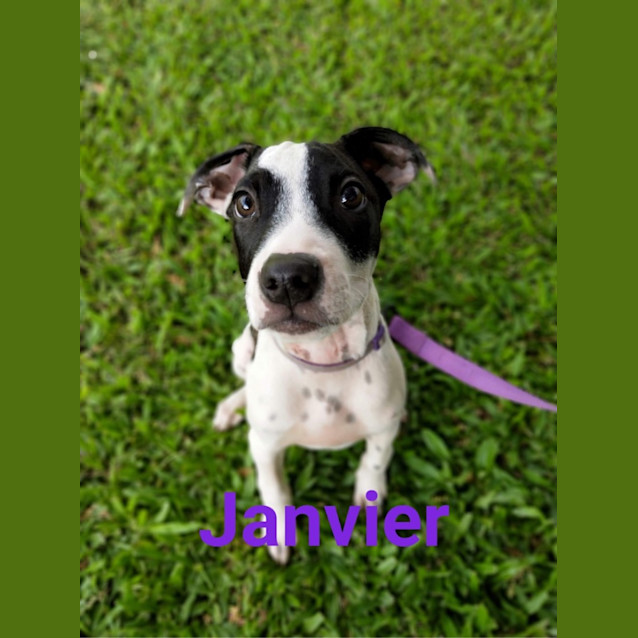 Photo of Janvier
