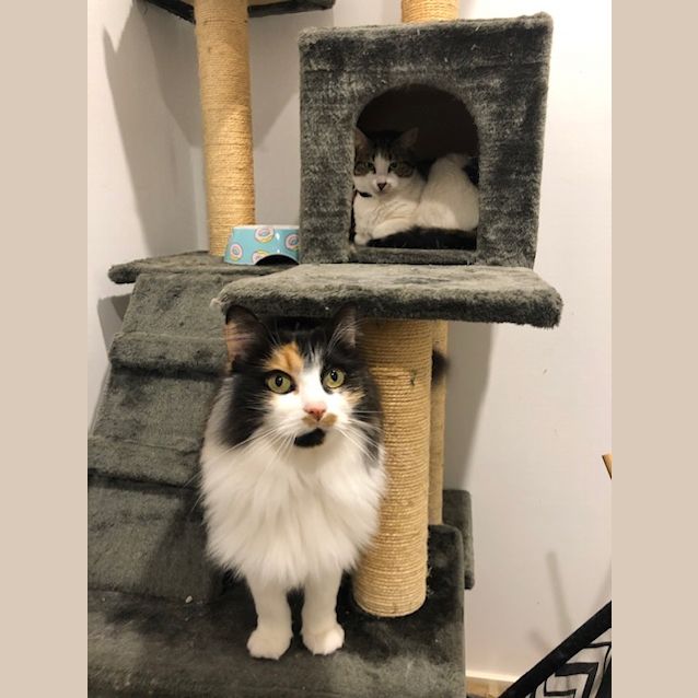 Photo of Bonnie And Sheeba