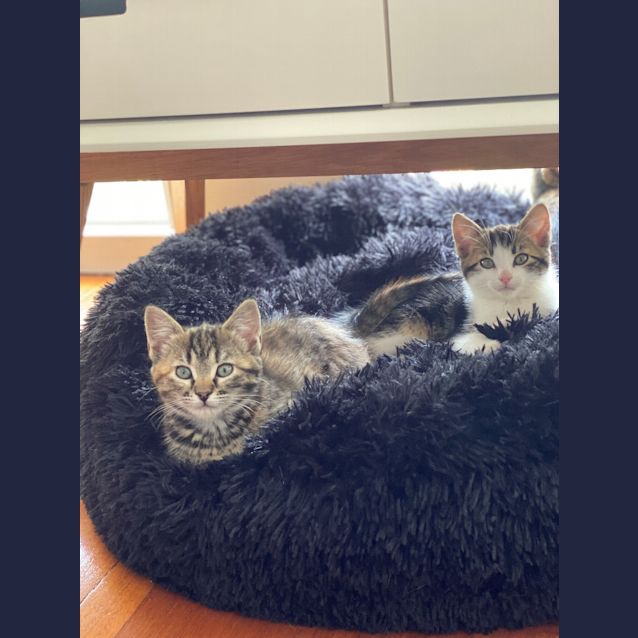 Photo of Alfie Farmer (Now Ferris)