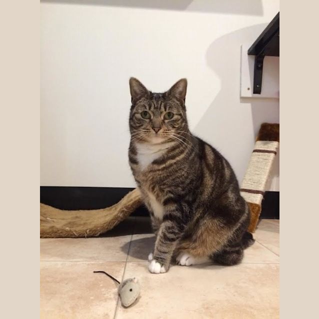 Photo of Kit