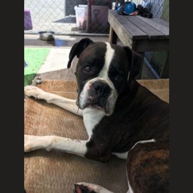 Photo of Rocky