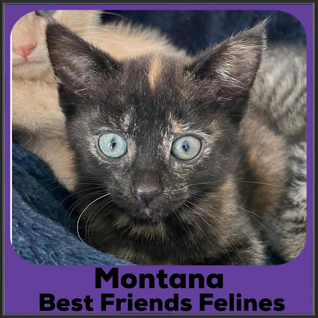Photo of Montana