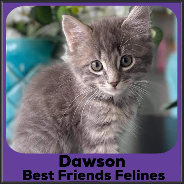 Photo of Dawson 
