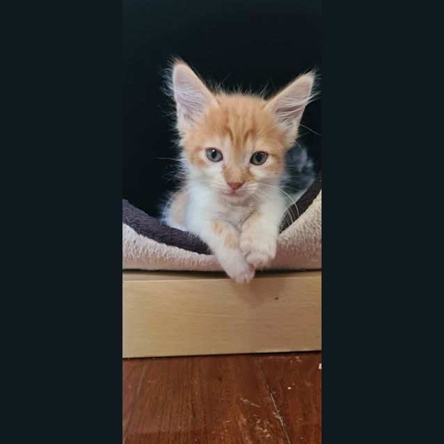 Photo of Hopper 