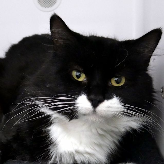 Photo of Moe Sua006335