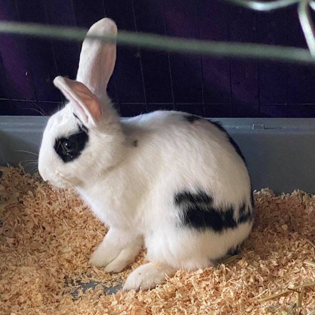 Photo of Mulberry (With Toastie)