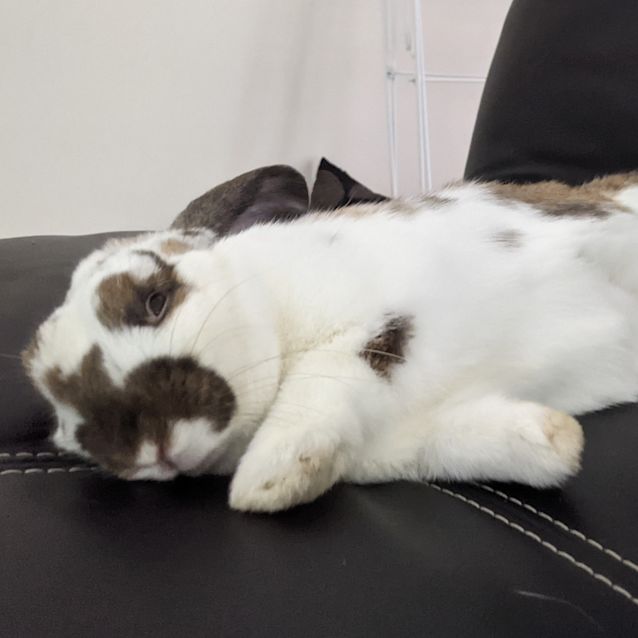 Photo of Bun Bun 