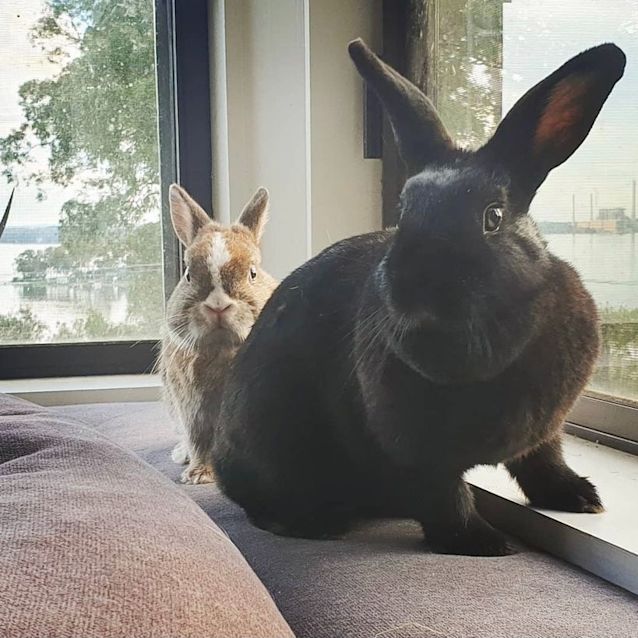 Photo of Coco Girl (With Toffee Boy)